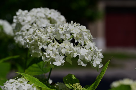 very nice little white flower