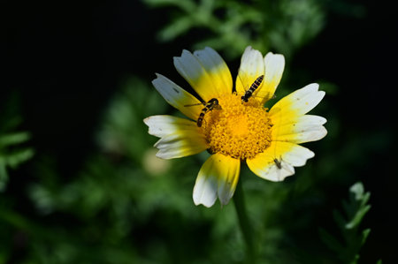 beetle on a colored garden flowerの写真素材