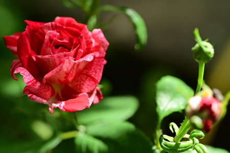 Beautiful red rose flower in the garden. Shallow depth of fieldの写真素材