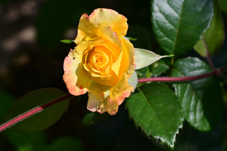 Yellow rose with green leaves on a sunny day in the garden.の写真素材