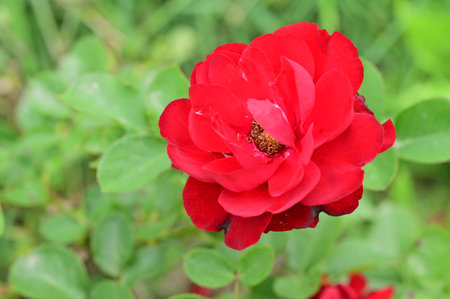 Beautiful red rose in the garden, closeup of photo.の写真素材