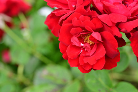 Beautiful red rose in garden, closeup. Nature background.の写真素材