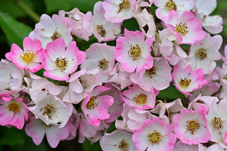 Pink rose flowers in the garden. Floral background. Nature.の写真素材