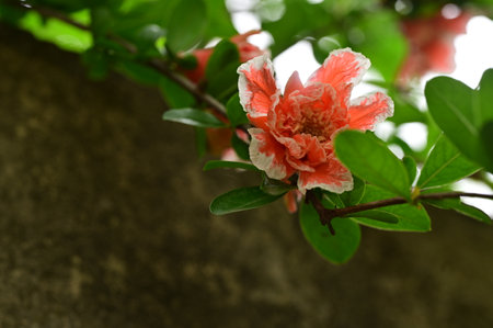 pomegranate flower with green leaves on a background of stone wallの写真素材