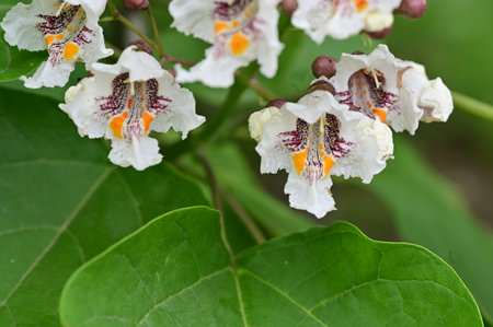 Flowers of a catalpa (Catalpa bicolor)の写真素材