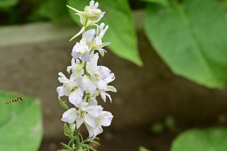 Larkspur flower in the garden, Thailand. (Scientific name Larkspur larkspur Larkspur)の写真素材