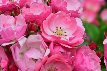 Beautiful pink roses in a garden on a sunny summer day.の写真素材