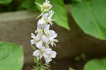 Larkspur flowers in the garden,Thailand,Asia.の写真素材