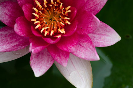 Pink lotus in the pond. Close up. Selective focus.の写真素材