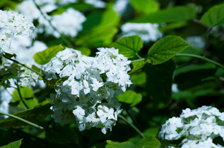 White hydrangea flowers on a green background in the gardenの写真素材