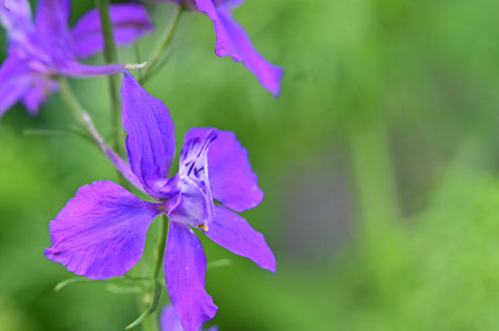 Purple delphinium flower on a green background close upの写真素材