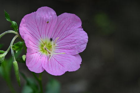 Purple flower of the evening primrose (Oenothera speciosa)の写真素材