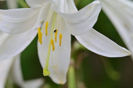 White lily flower in the garden with bee on petals.の写真素材