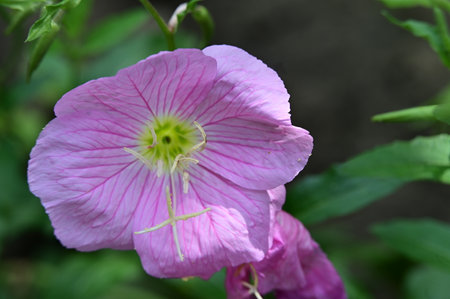 Pale pink flower of evening primrose (Oenothera speciosa)の写真素材