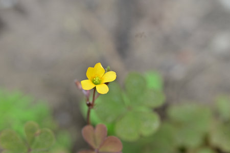 Oxalis germanica,Gran Canaria,Spain.の写真素材