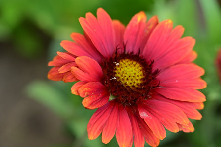 Beautiful red gerbera flower blooming in the garden.の写真素材