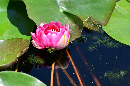 pink water lily in a pond with green leaves on itの写真素材