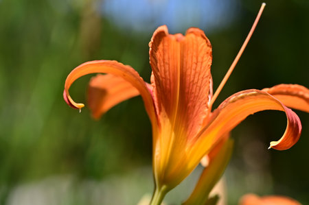 Orange lily flower on a green background close-up macro photographyの写真素材