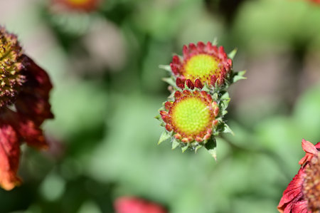 Close up of a red flower with green leaves in the background.