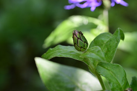 purple flower bud on a green background, macro, close-up