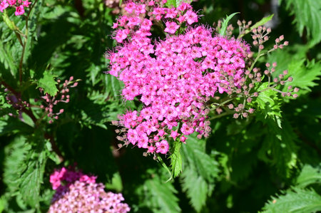 Pink flowers of Spirea japonica in the garden.の写真素材