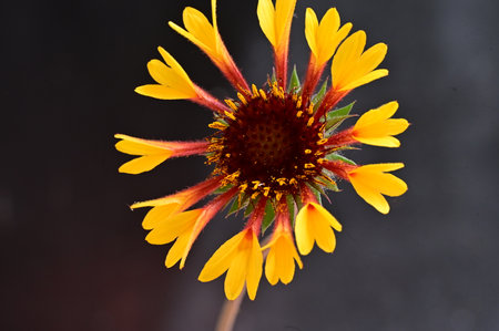 Gaillardia flower on a black background, closeup of photoの写真素材