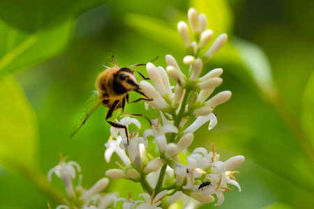 Bee on a white lilac flower in the garden. Macro.