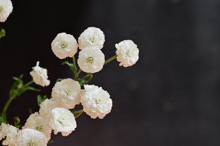 White chrysanthemum flowers on black background, selective focus