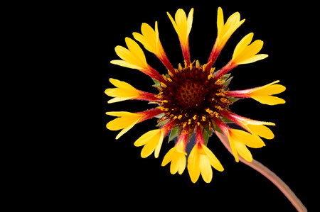 Gaillardia flower isolated on black background. Clipping path included.の写真素材