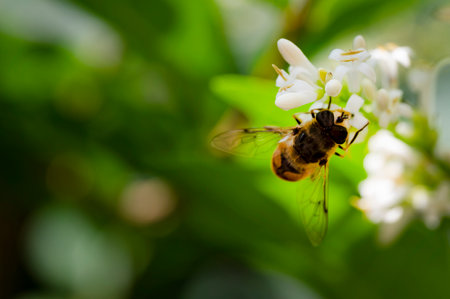 Bee on a white flower. Shallow depth-of-field.