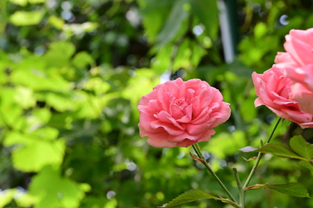 pink rose in the garden with green leaves on a sunny dayの写真素材