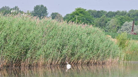 White heron on the shore of a lake with reeds.の写真素材