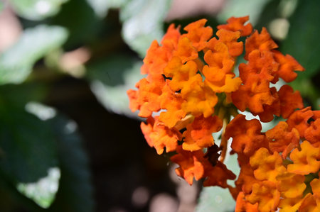 Orange Lantana camara flower in nature garden. (Lantana camara L.)の写真素材