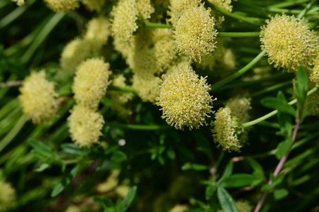 Flowering helichrysum officinalis plant in bloom