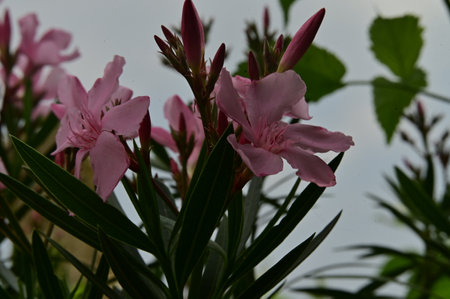 Pink oleander flowers in the garden on a sunny day.の写真素材
