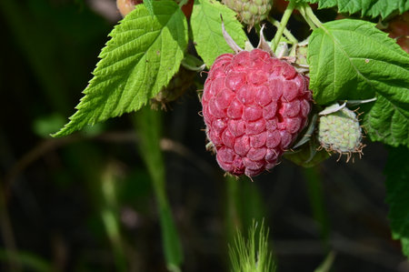 Ripe raspberry on a branch with green leaves in the garden.