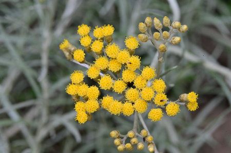 Helichrysum arenarium, commonly known as golden fleabaneの写真素材