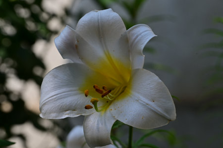 White lily in the garden, close-up, selective focusの写真素材