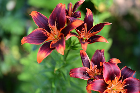 Beautiful red lily flowers in the garden on a sunny dayの写真素材