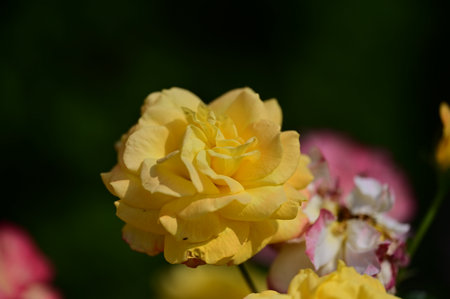 beautiful yellow rose in the garden on a background of green leavesの写真素材
