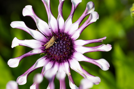 Close up of a purple daisy with a grasshopper.