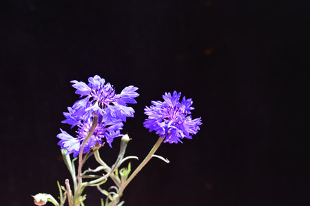 purple cornflowers on black background, shallow depth of fieldの写真素材