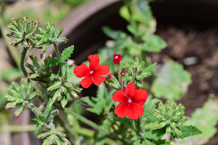 Red flowers of vervain (Verbena officinalis)の写真素材
