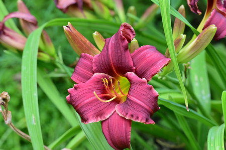 Purple daylily, Hemerocallis fulvaの写真素材