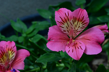 Pink Alstroemeria flower with green leaves in the garden.の写真素材