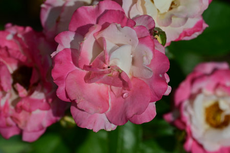 Pink and white roses in the garden, closeup of photo.の写真素材