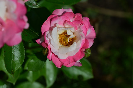 Close up of pink and white rose with green leaves in the gardenの写真素材