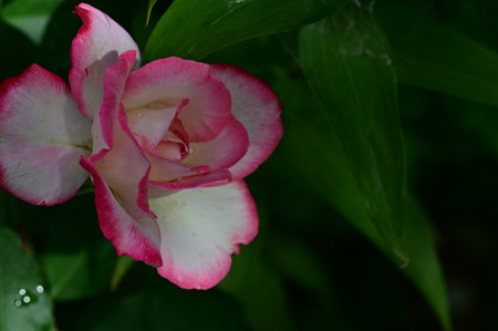 Pink and white rose with dew drops in the garden after rainの写真素材