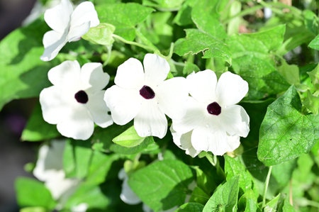 Beautiful white flowers in the garden, closeup. Nature backgroundの写真素材