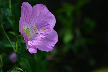 Purple flower of evening primrose (Oenothera)の写真素材